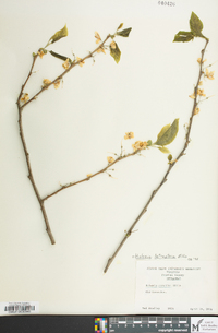 Halesia carolina image