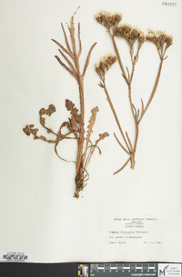 Armeria plantaginea image