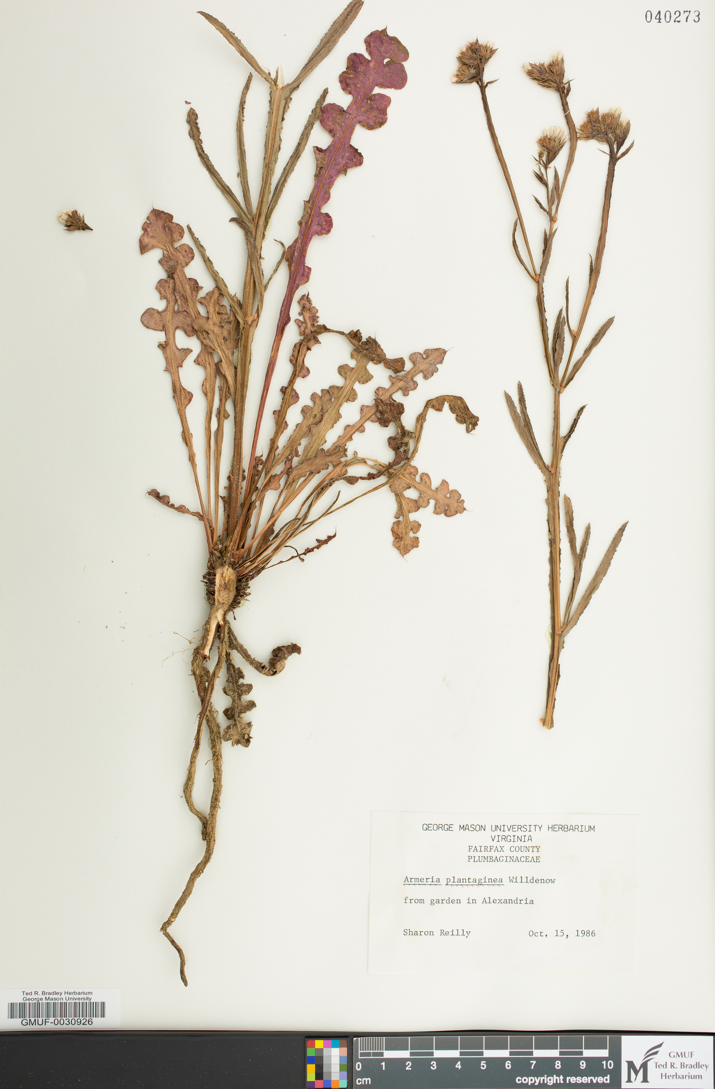 Armeria plantaginea image