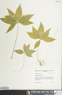 Trientalis borealis image