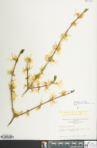 Forsythia viridissima image