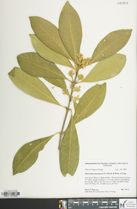 Osmanthus americanus image