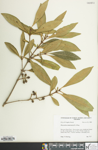 Osmanthus americanus image