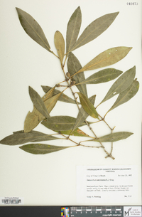 Osmanthus americanus image