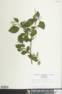 Styrax japonicus image