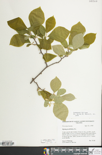 Styrax grandifolius image