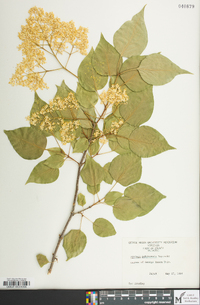 Syringa pekinensis image