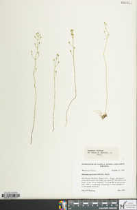 Bartonia paniculata image