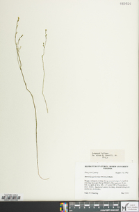 Bartonia paniculata image