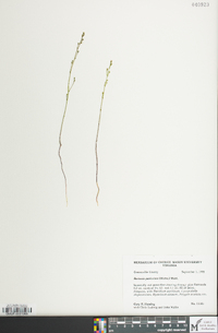 Bartonia paniculata image