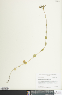 Mitreola sessilifolia image