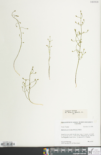 Bartonia paniculata image