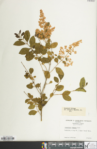 Ligustrum sinense image