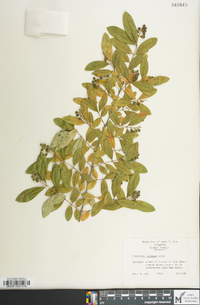 Ligustrum sinense image