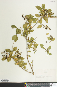 Ligustrum sinense image