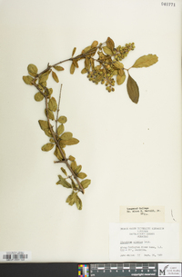 Ligustrum sinense image