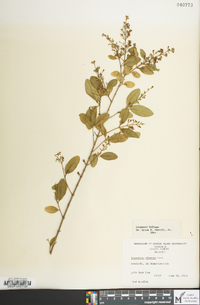 Ligustrum sinense image