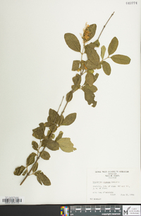 Ligustrum sinense image