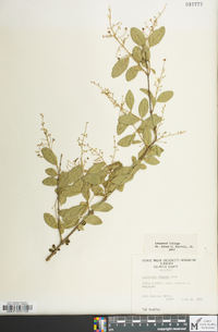 Ligustrum sinense image