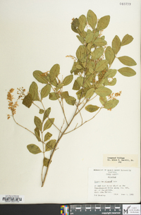 Ligustrum sinense image