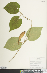 Matelea obliqua image