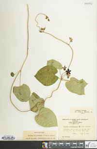 Matelea carolinensis image