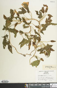 Calystegia silvatica subsp. fraterniflora image
