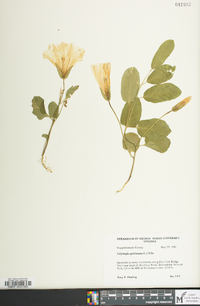 Calystegia spithamaea image