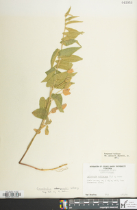 Calystegia spithamaea image