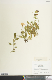 Convolvulus arvensis image