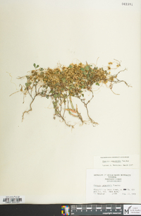 Cuscuta campestris image