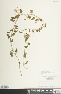 Convolvulus arvensis image