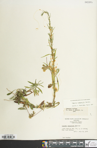 Cuscuta campestris image