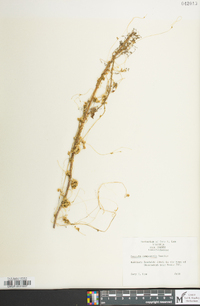 Cuscuta campestris image