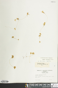 Cuscuta campestris image