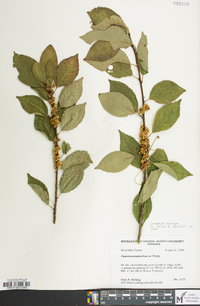 Cuscuta compacta image