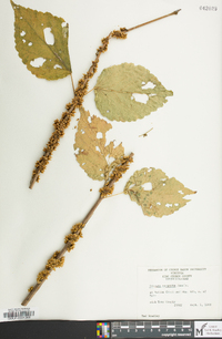 Cuscuta compacta image