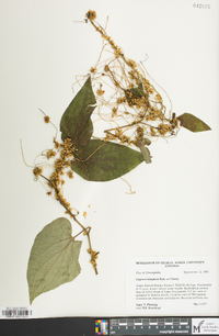 Cuscuta compacta image