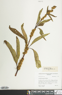 Cuscuta compacta image