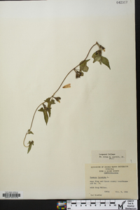 Ipomoea lacunosa image