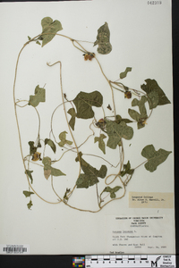 Ipomoea lacunosa image