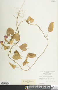 Ipomoea hederacea image