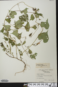 Ipomoea lacunosa image