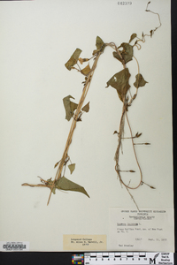 Ipomoea lacunosa image