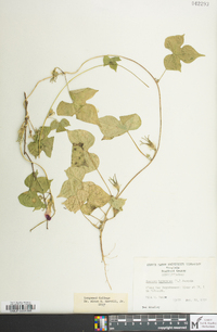 Ipomoea hederacea image