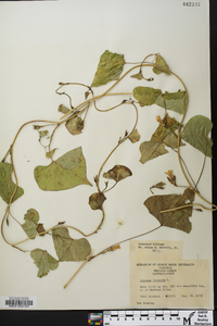 Ipomoea lacunosa image