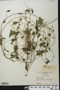 Ipomoea lacunosa image