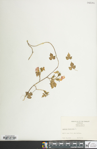 Ipomoea hederacea image