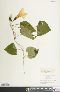 Ipomoea pandurata image