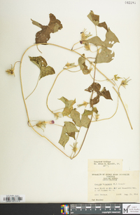 Ipomoea hederacea image